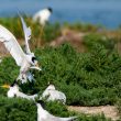 Sterne élégante mâle avec un sprat